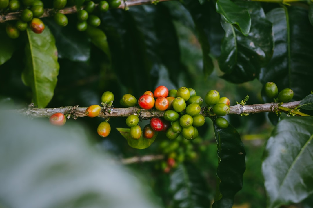 Coffee cherries in mixed green and red ripeness clustered on the branch, the crop at the heart of coffee's robusta-vs-arabica climate debate
